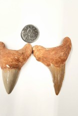 Fossil Shark Teeth - Large