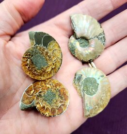 Ammonite Individual Halves