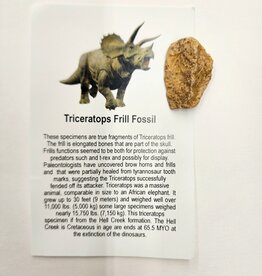 Triceratops Frill Fossil