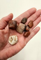 Gastrolith Fossils / Dinosaur Gizzard Stones