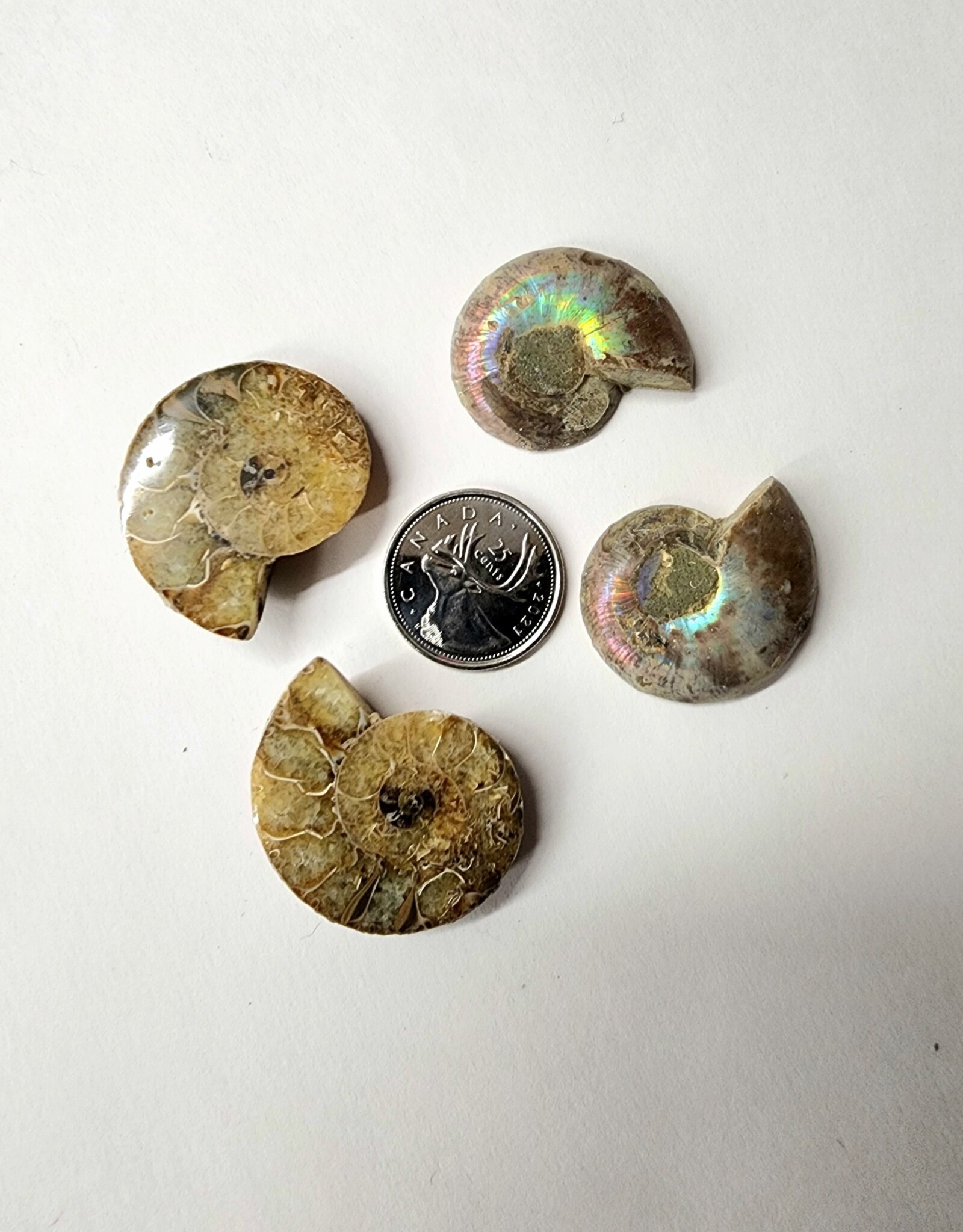 Ammonite Pairs Small