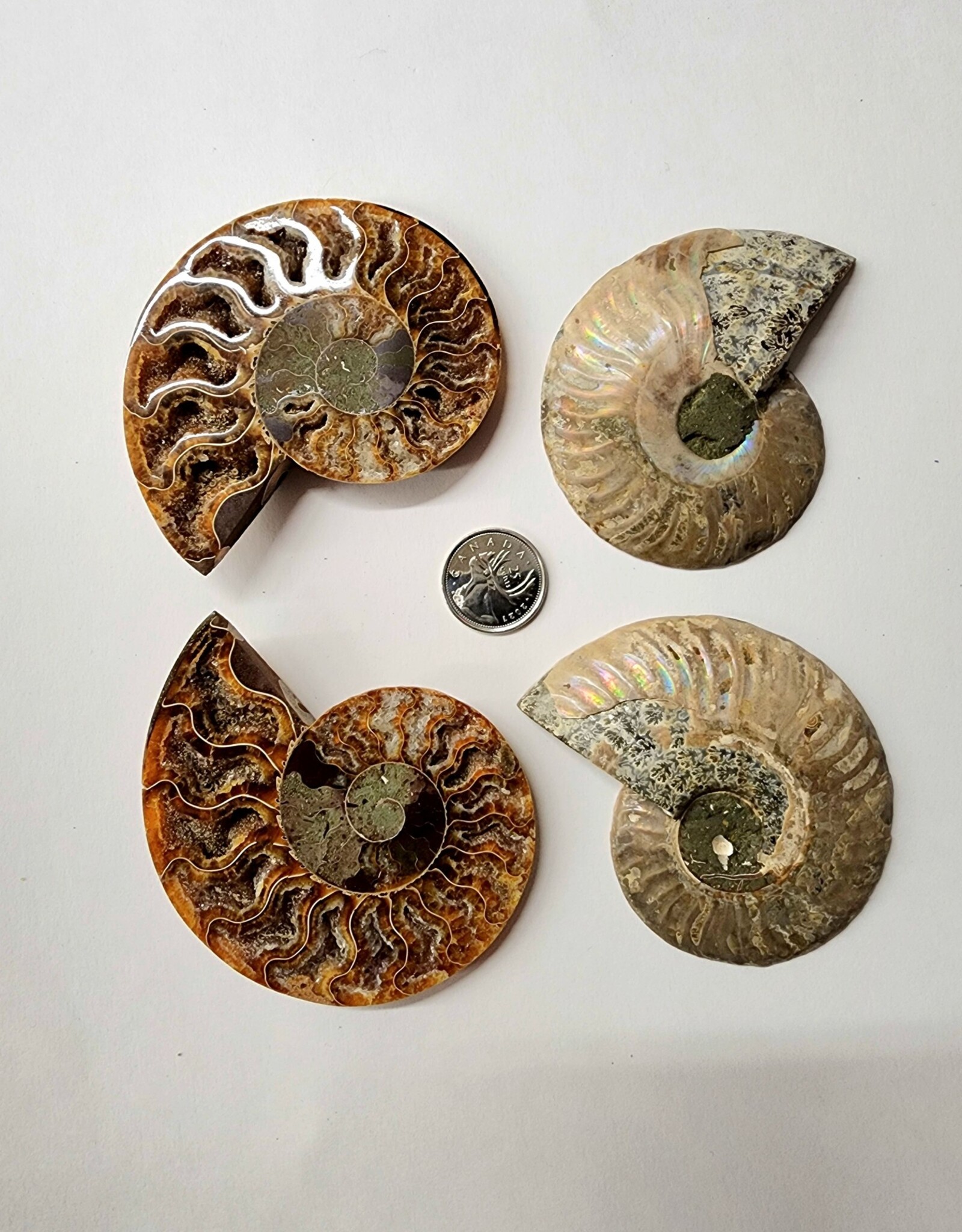 Ammonite Pair Large