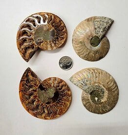 Ammonite Pair Large