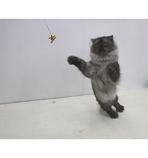 BG Cat Dancer® Interactive Cat Toy