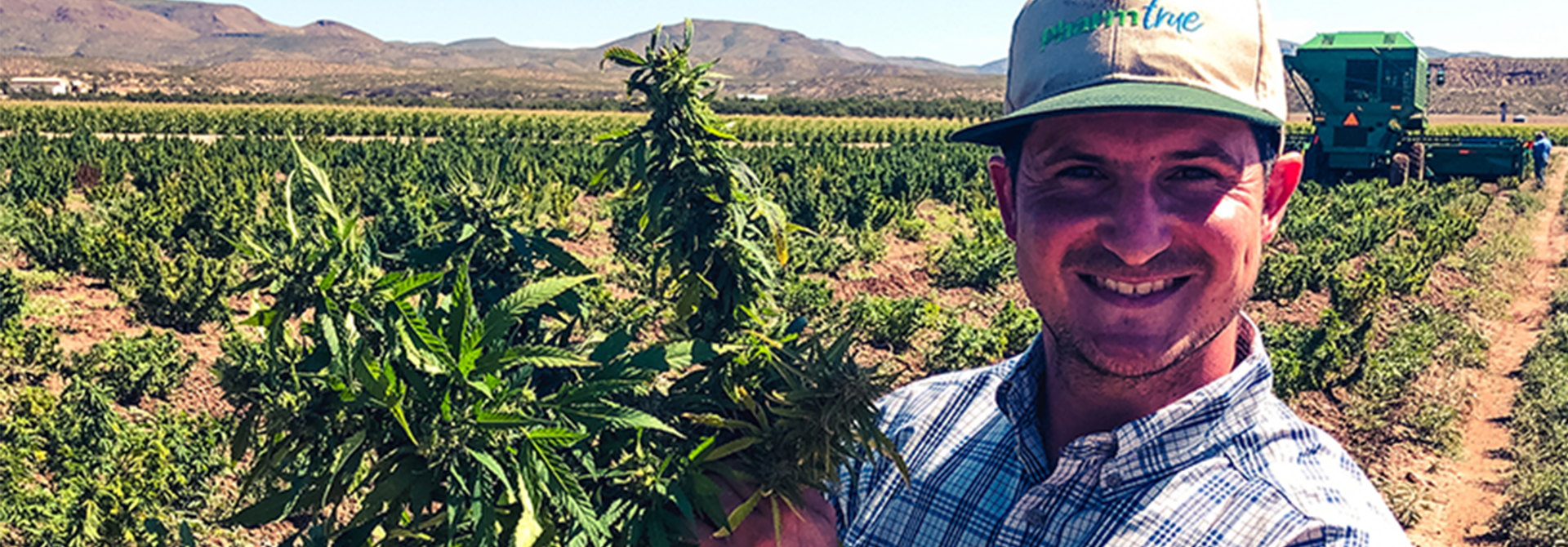 Harvesting Hemp