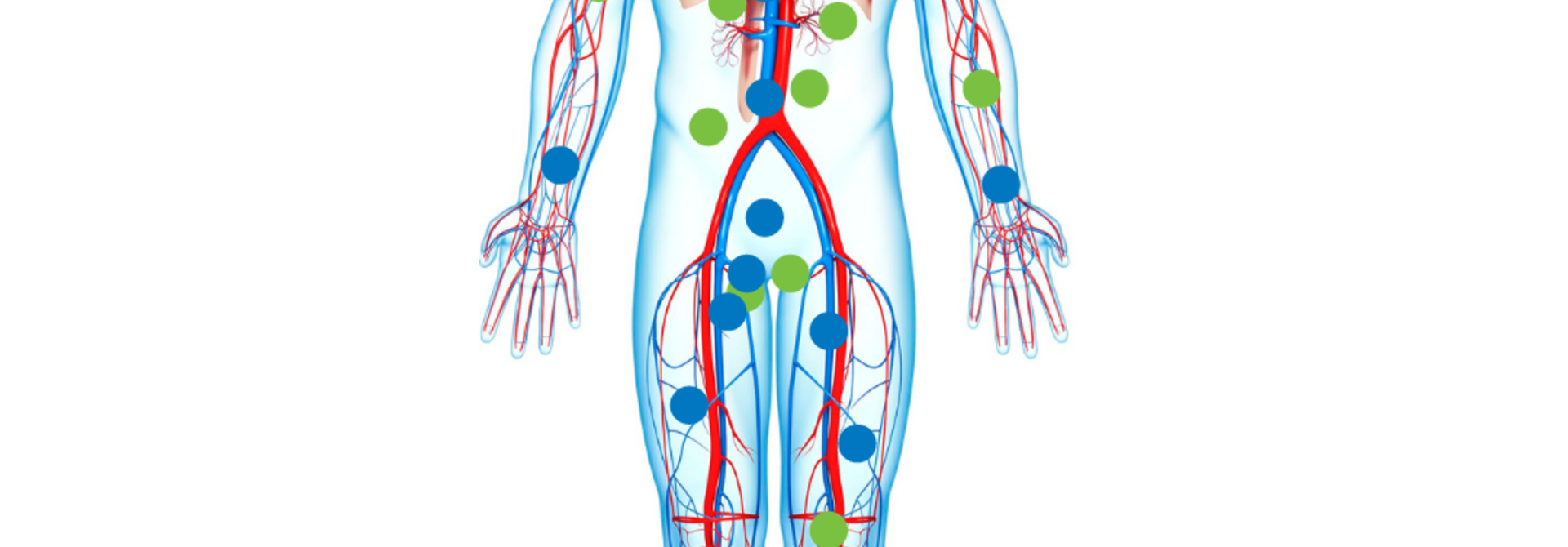 The Endocannabinoid System