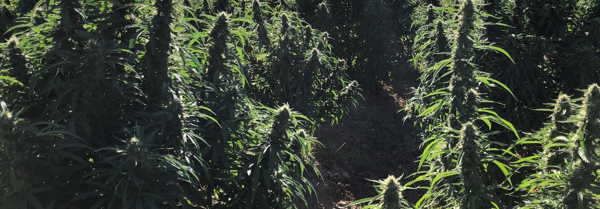 Hemp Vs. Marijuana