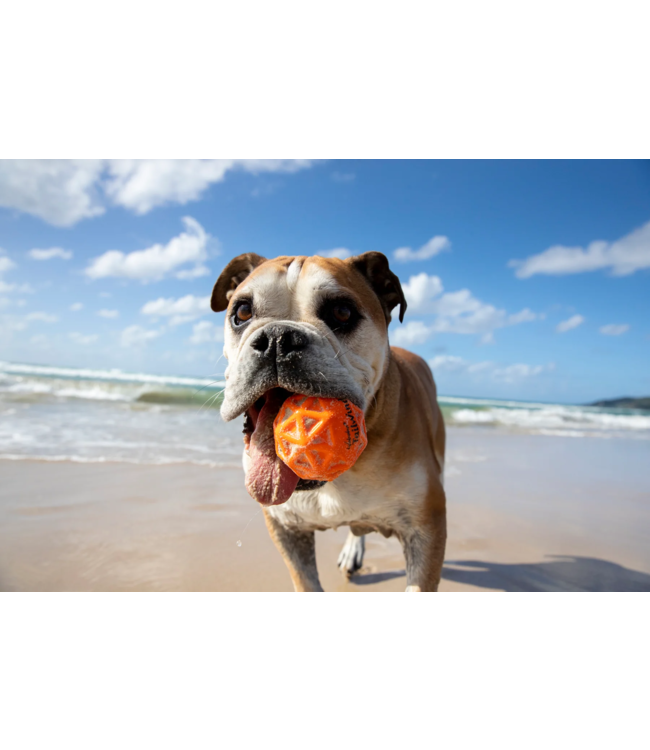 Waboba Tailwind for Dogs