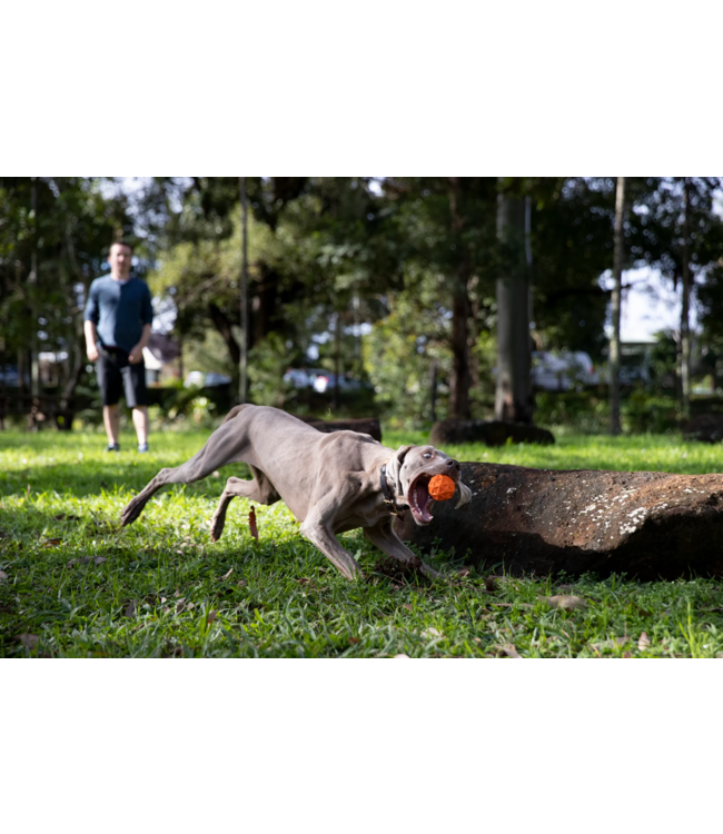 Waboba Tailwind for Dogs