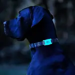 CaseMate Apple AirTag Case-Mate Dog Collar - Glow in the Dark