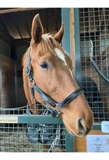 Two Horse Tack New Vocations Graduate Halter