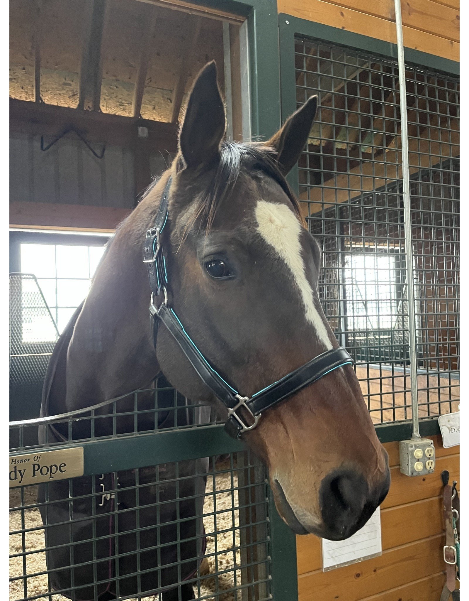 Two Horse Tack New Vocations Graduate Halter