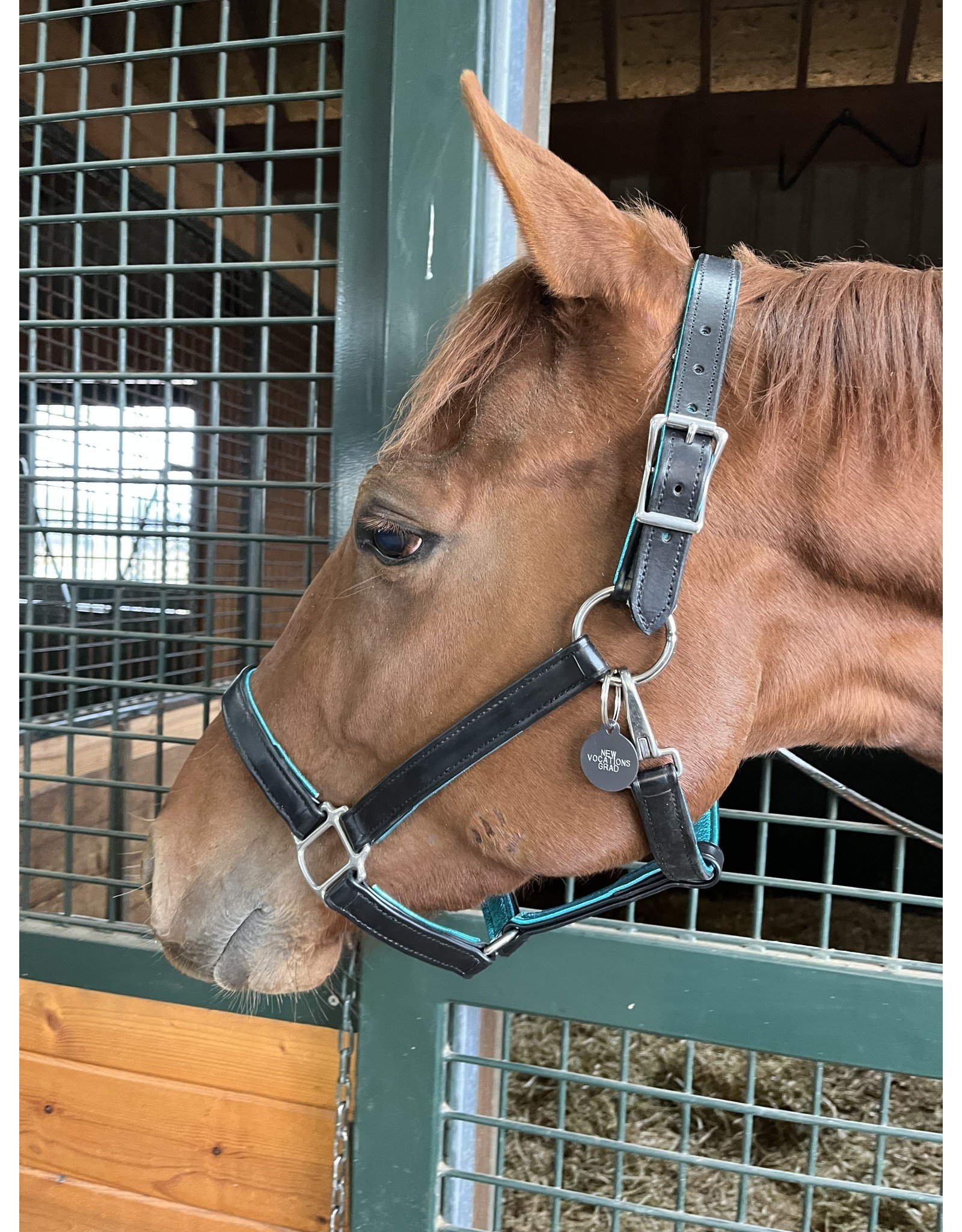 Two Horse Tack New Vocations Graduate Halter