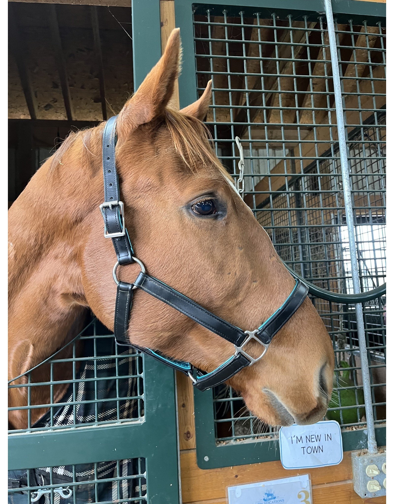 Two Horse Tack New Vocations Graduate Halter