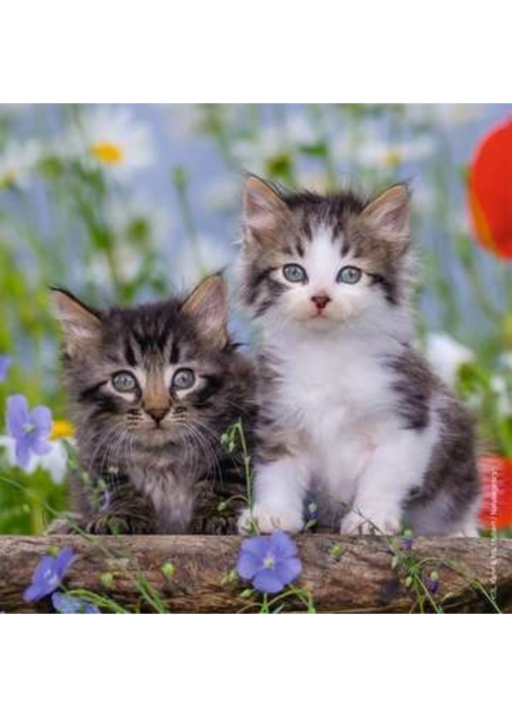 Ravensburger "Cuddly Kittens" 3X 49 Piece Puzzles
