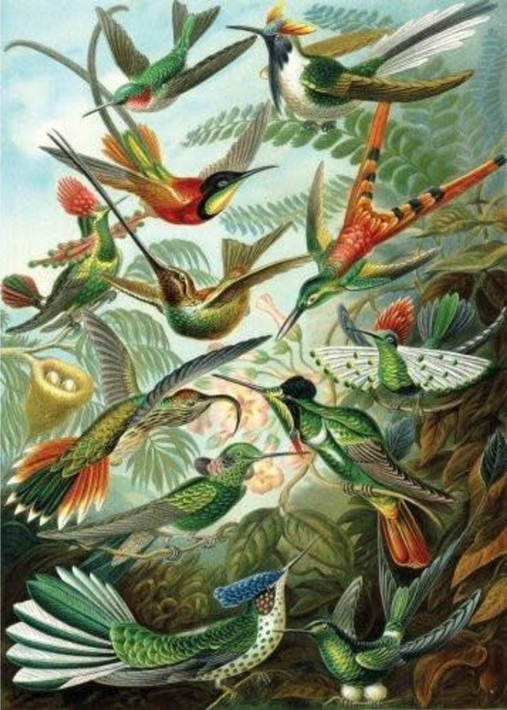 Artifact Puzzles Haeckel "Hummingbirds" Wooden Jigsaw Puzzle