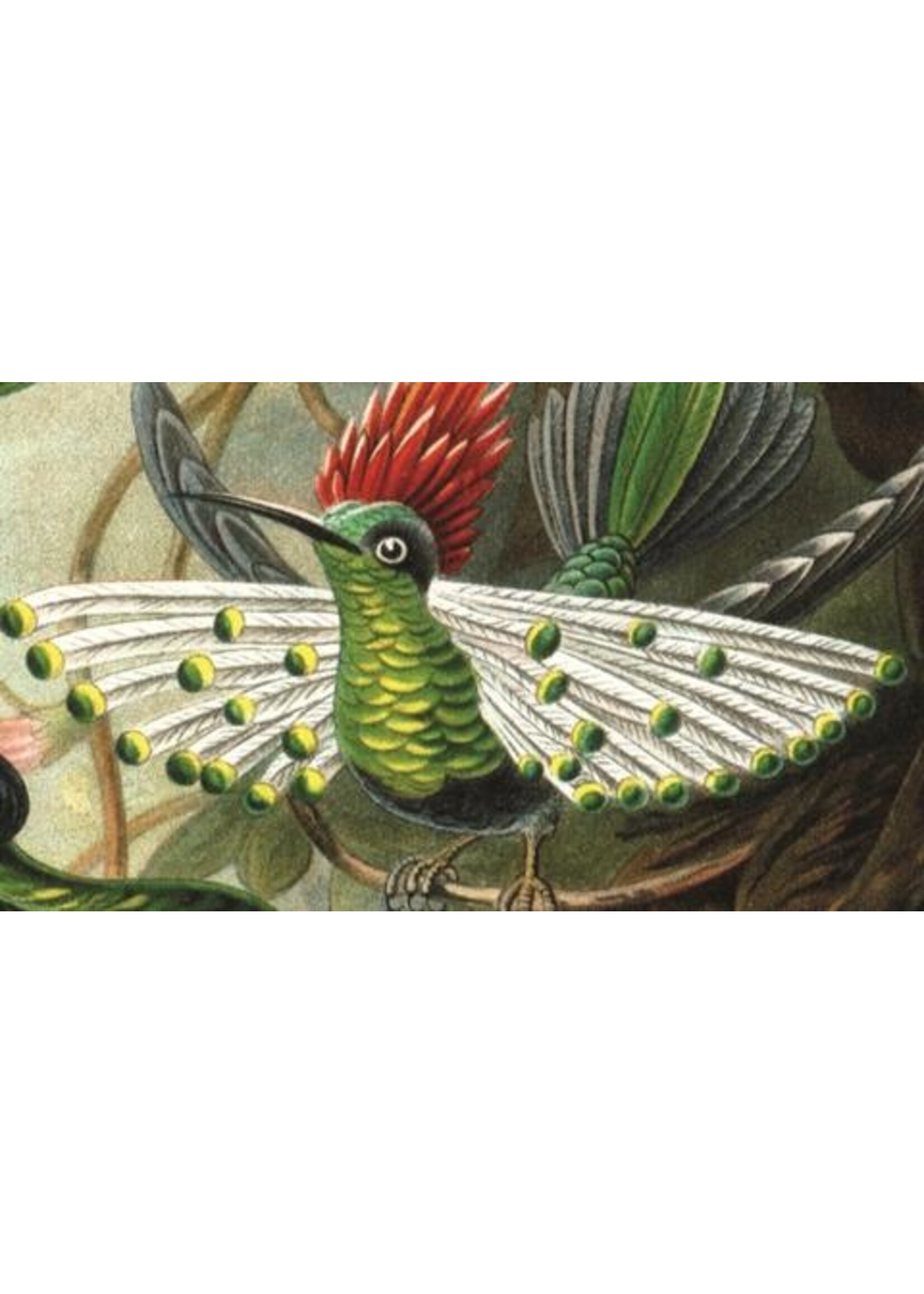Artifact Puzzles Haeckel "Hummingbirds" Wooden Jigsaw Puzzle