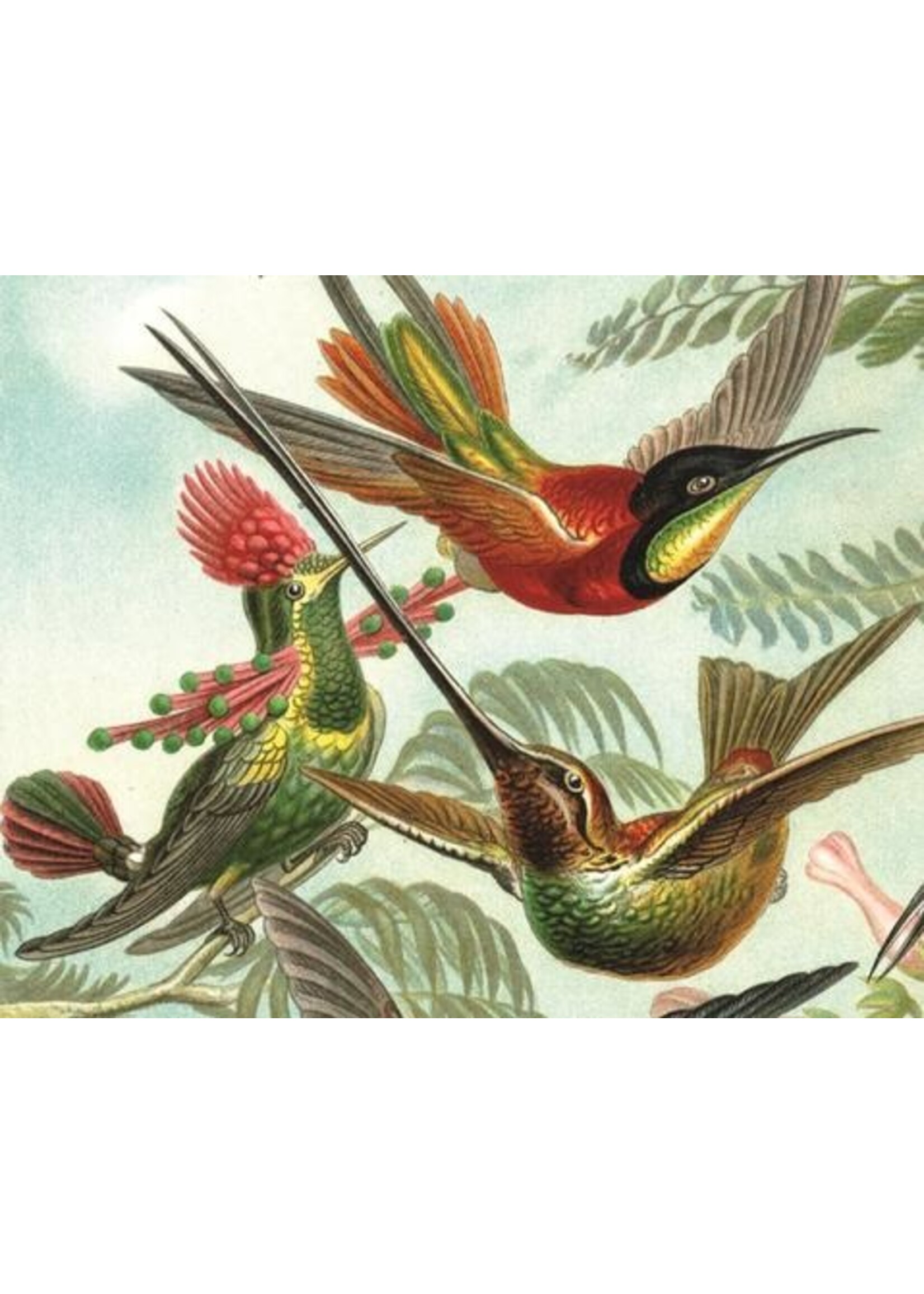 Artifact Puzzles Haeckel "Hummingbirds" Wooden Jigsaw Puzzle