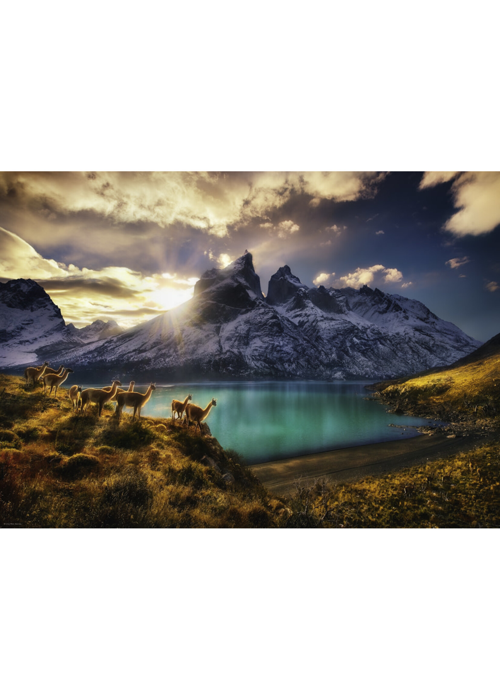 Heye "Guanacos" 1000 Piece Puzzle