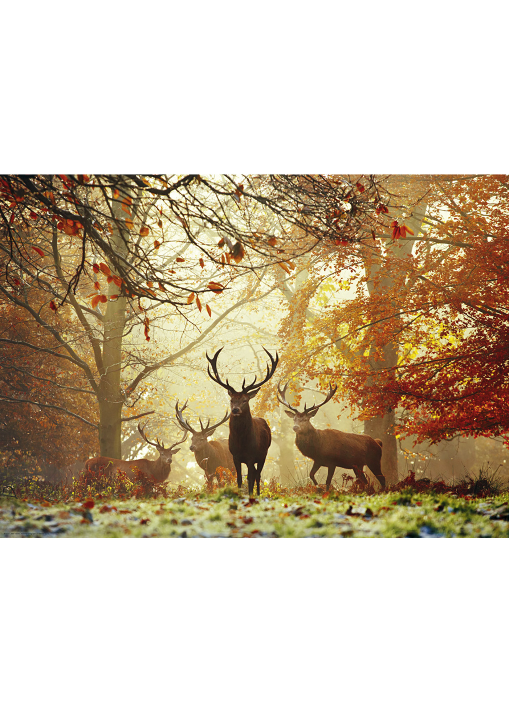 Heye "Stags" 1000 Piece Puzzle