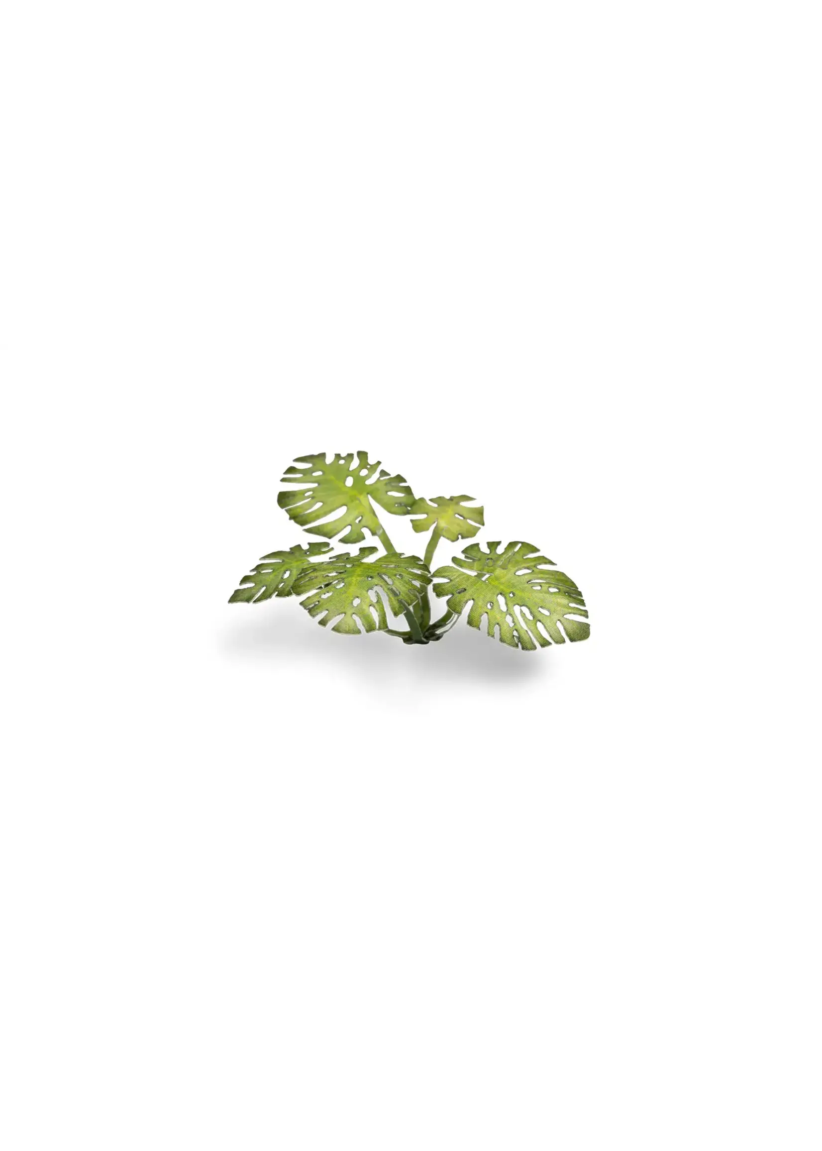 Gamers Grass Gamers Grass Laser Plants Monstera