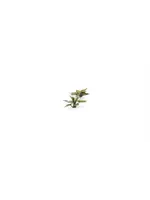 Gamers Grass Gamers Grass Laser Plants Plantain Lily