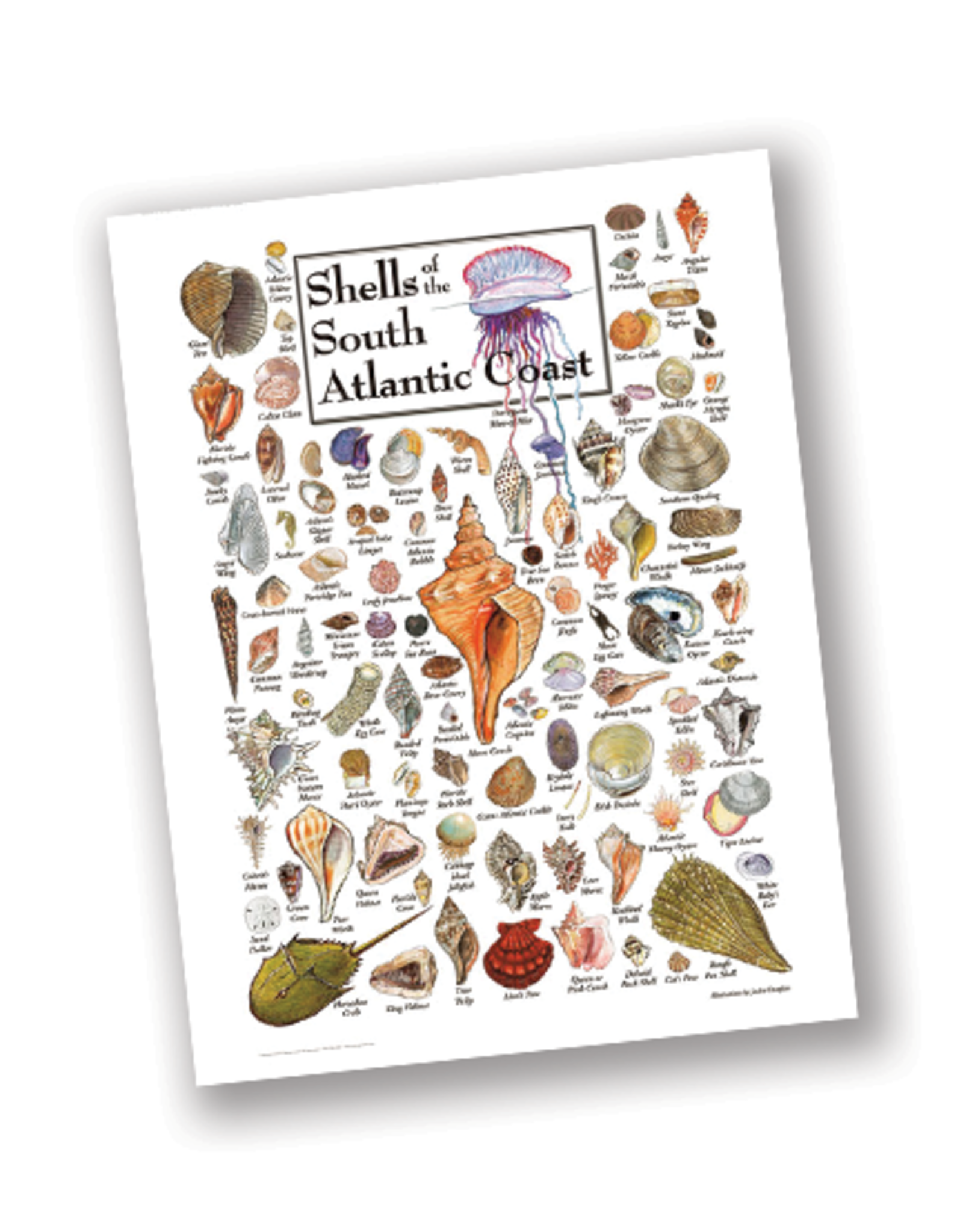 Shells of the South Atlantic Coast, 550 Piece Puzzle