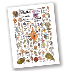 Shells of the South Atlantic Coast, 550 Piece Puzzle