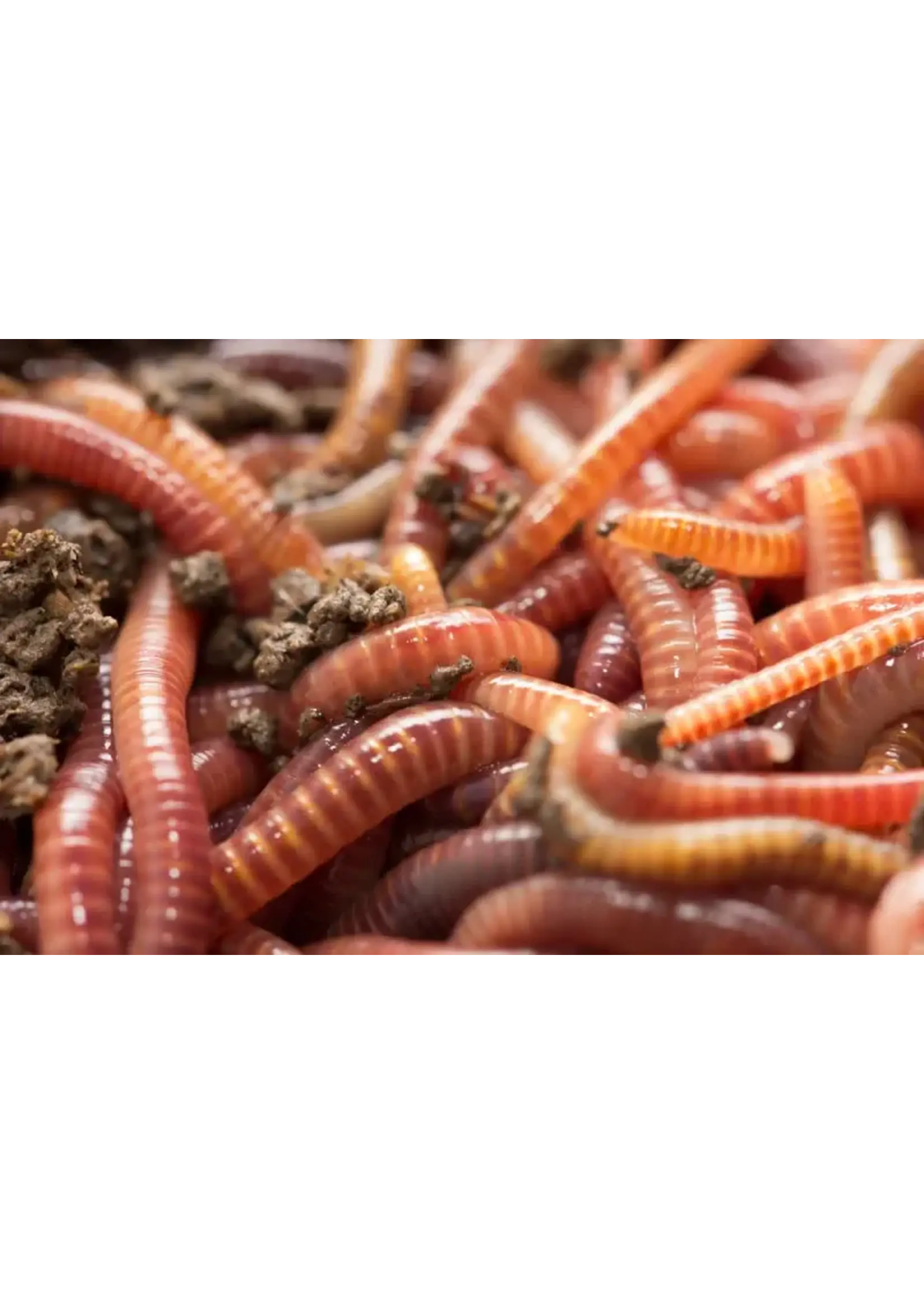 IBW Cricket Farm IBW - Red Worms 24 pk