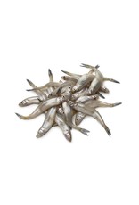 DOMESTIC CARNIVORE SMELTS 1LB