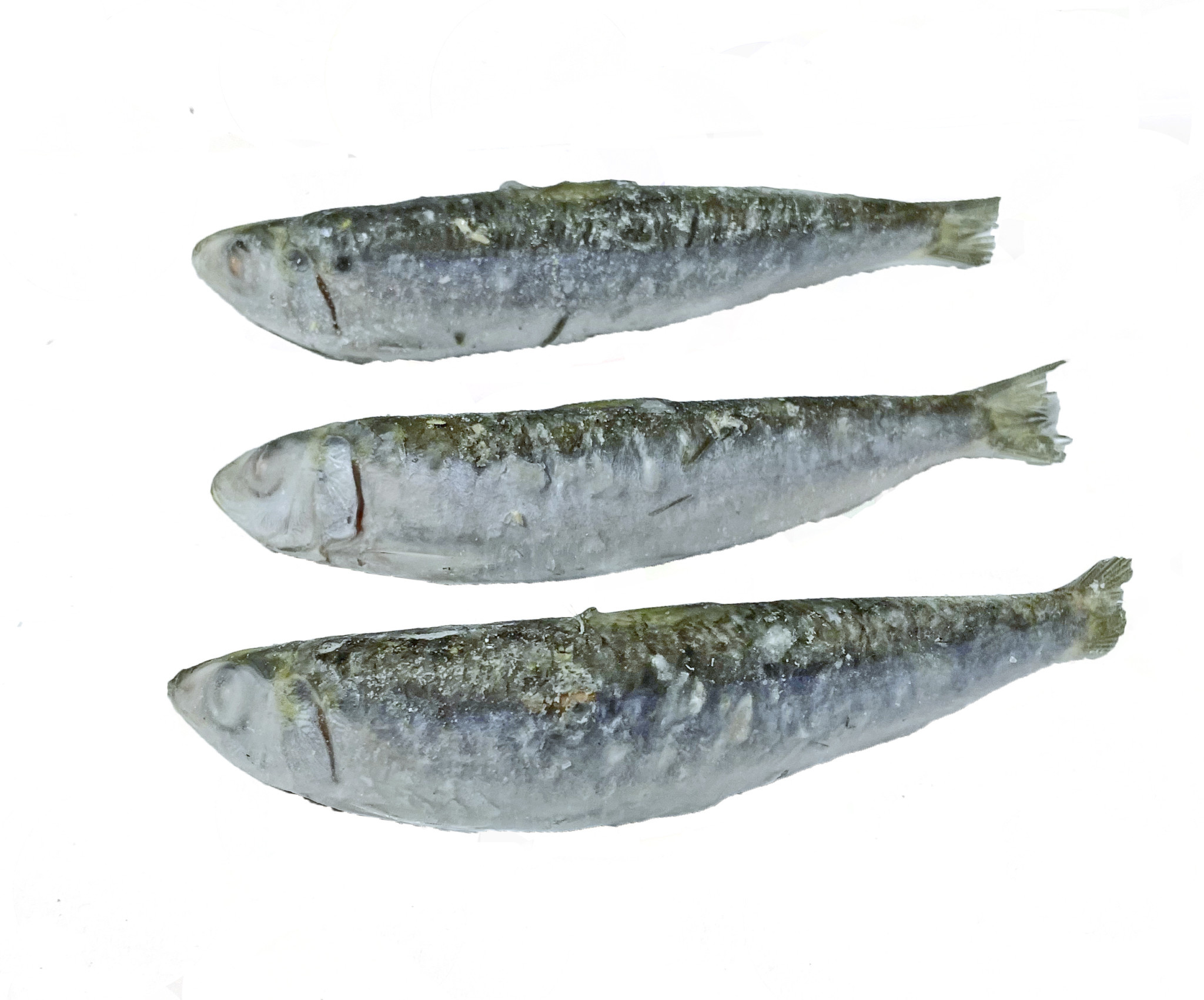 SARDINES 2LB Domestic Carnivore