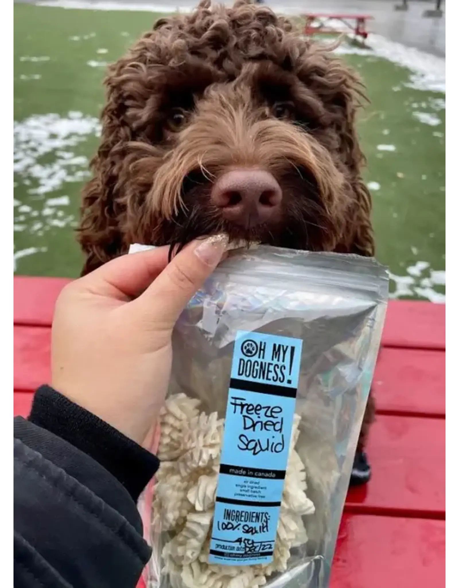 OH MY DOGNESS OH MY DOGNESS SQUID