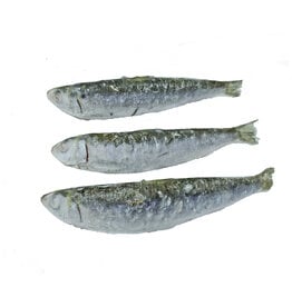 DOMESTIC CARNIVORE SARDINES 1LB