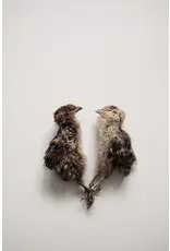 OH MY DOGNESS OH MY DOGNESS QUAIL HATCHLINGS 5PC