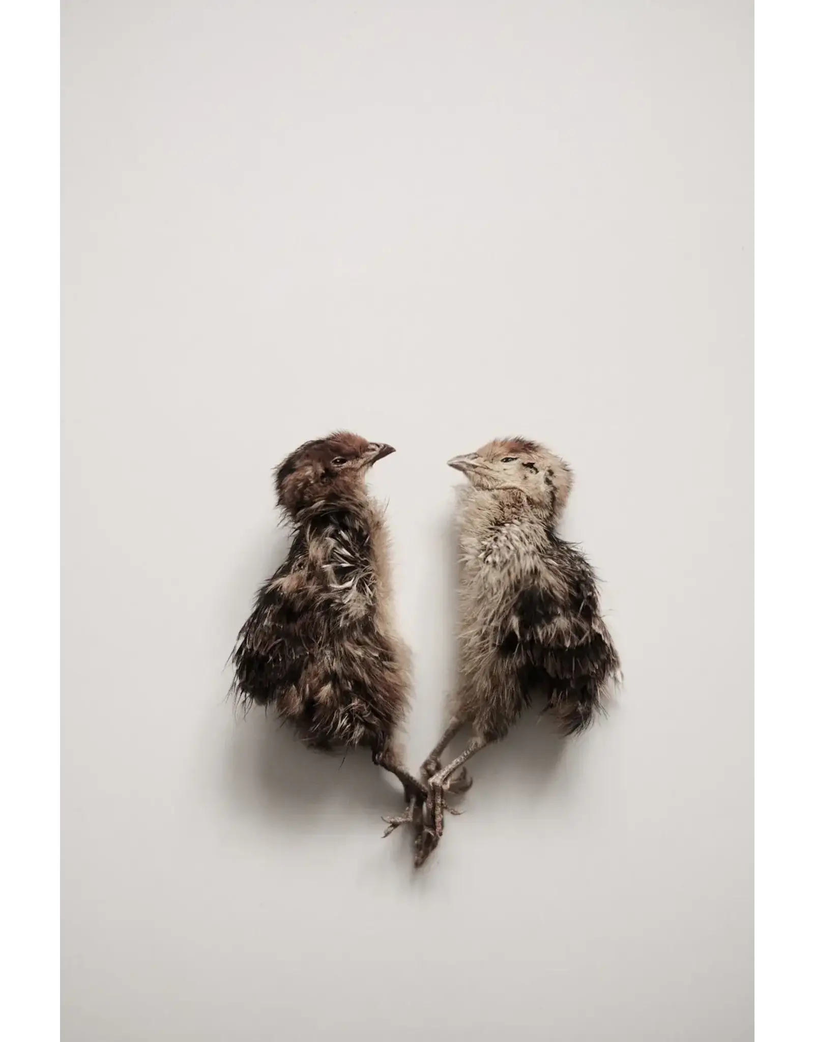 OH MY DOGNESS OH MY DOGNESS QUAIL HATCHLINGS 5PC