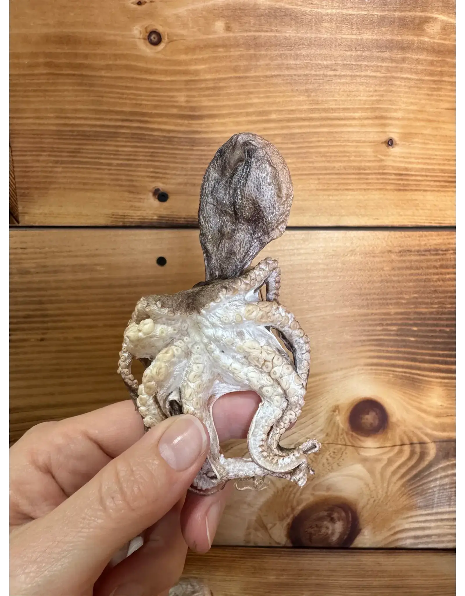 GRAND VALLEY QUAIL GRAND VALLEY OCTOPUS