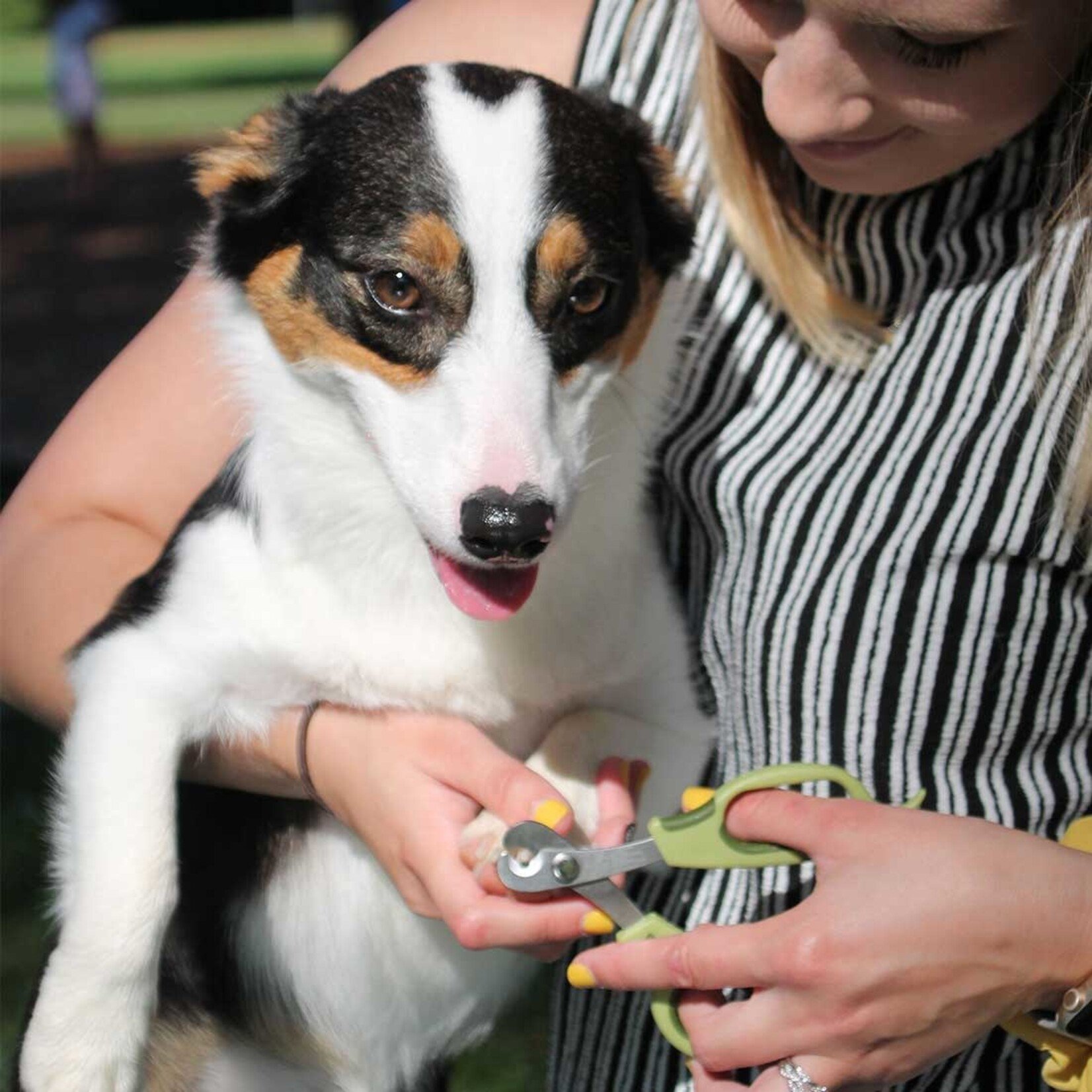 Safari Dog Deluxe Nail Trimmer