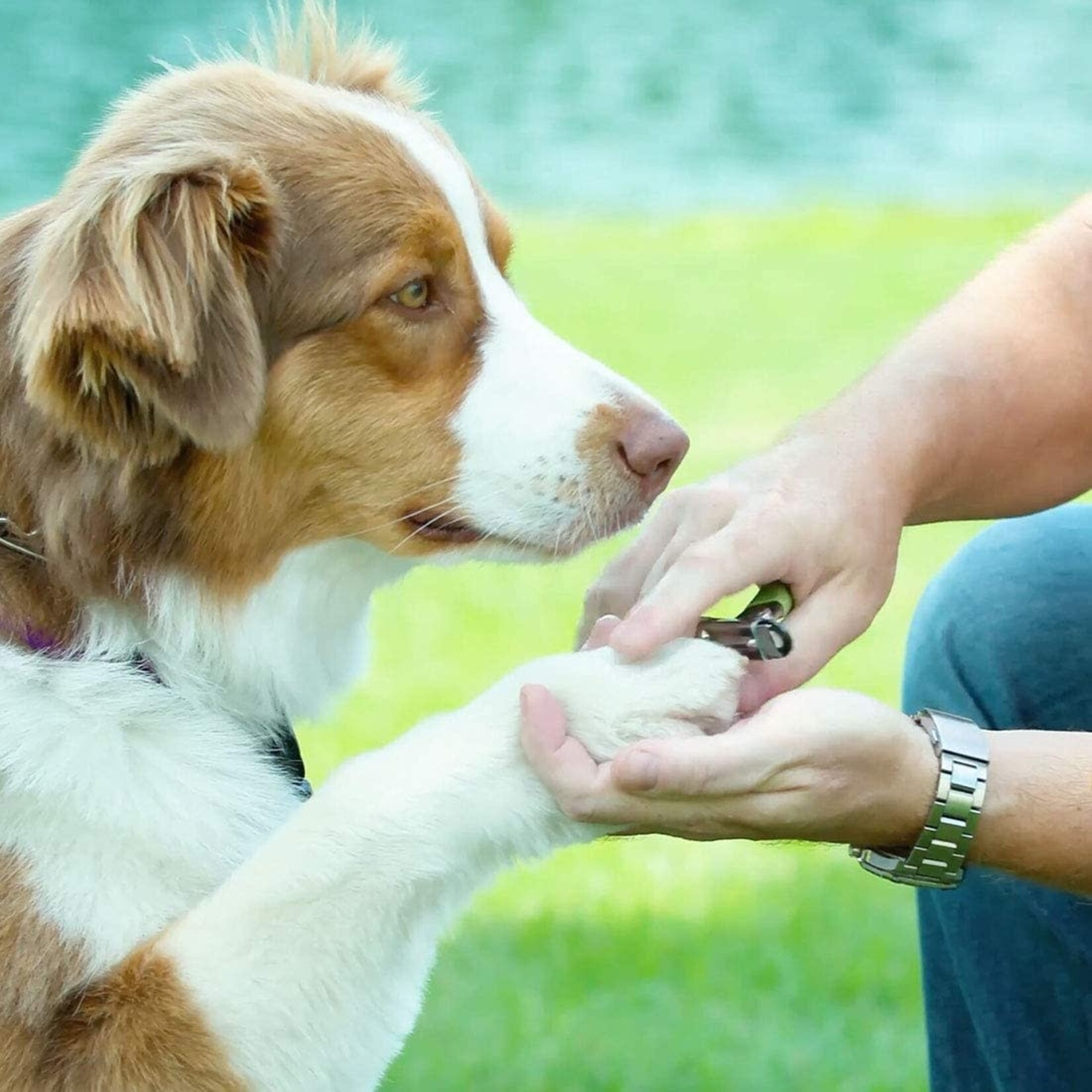 Safari Guillotine Dog Nail Trimmer