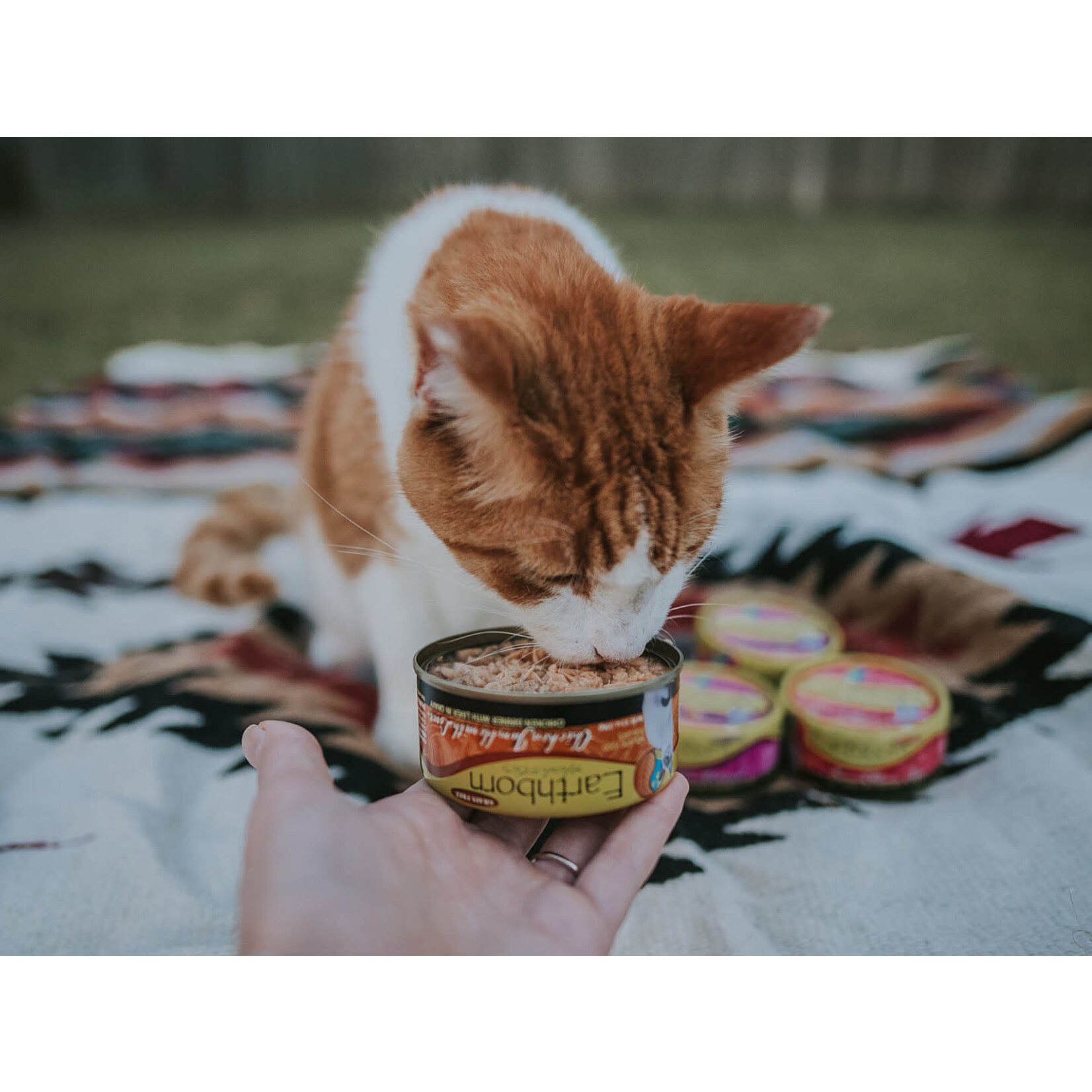 Earthborn Holistic Chicken Jumble with Liver Canned Cat Food