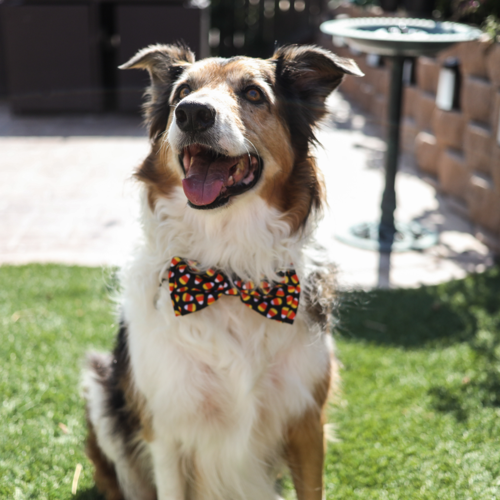 Huxley and top kent bow ties