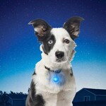 Nite Ize SpotLit LED Collar Light