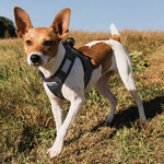 BAYDOG Liberty Bay Small Dog Harness