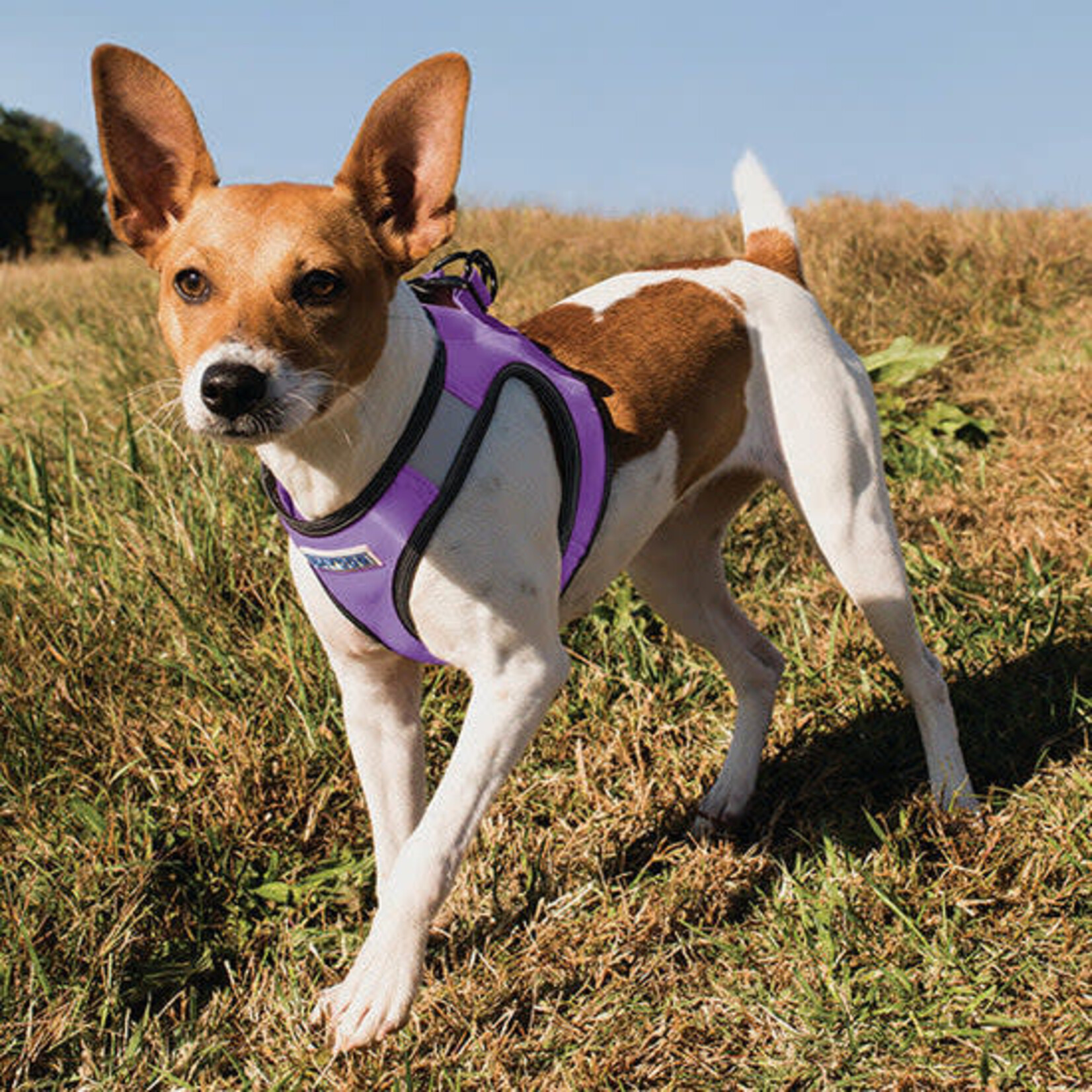 BAYDOG Liberty Bay Small Dog Harness