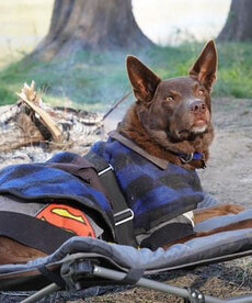 Wildtrack - XL Deluxe Pet Bed, Foldable, Removable & Washable Cover, Adjustable Tension Straps, Carry Bag with Shoulder Strap