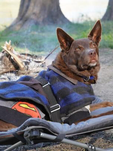 Wildtrack - XL Deluxe Pet Bed, Foldable, Removable & Washable Cover, Adjustable Tension Straps, Carry Bag with Shoulder Strap