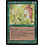 Magic: The Gathering Taste of Paradise (Holding Fruit) (100a) Heavily Played