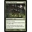 Magic: The Gathering Favor of the Woods (113) Near Mint