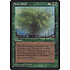 Magic: The Gathering Spore Cloud (Myrfors) (72b) Lightly Played