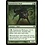 Magic: The Gathering Darkthicket Wolf (175) Moderately Played