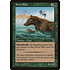 Magic: The Gathering River Bear (144) Moderately Played
